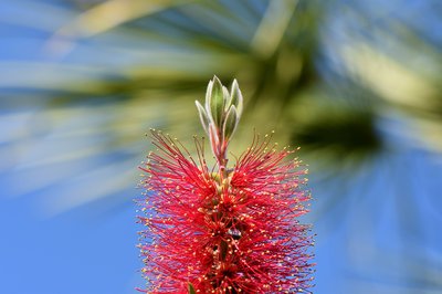 lemon-bottlebrush-3446549_960_720.jpg