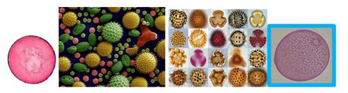 pollen.jpg