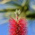 lemon-bottlebrush-3446549_960_720.jpg